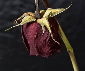 Roses Are Dead, Violets Are Blue: A Flower Shop Mystery