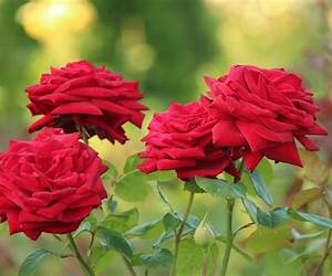 Roses, Romps, and Romance (Passion and Peril) Roses, Romps, and Romance (Passion and Peril)