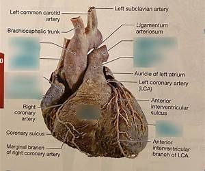 Rutgarth’s Heart Rutgarth’s Heart