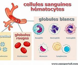 Sanguine Sanguine