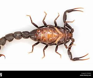 Scorpion (Truth Sister)