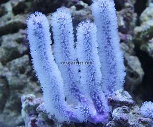Sea Fingers