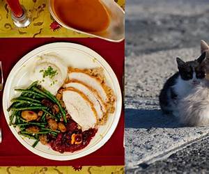 Stray Cat's Dinner (BL manga)