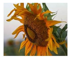 Sunflowers in Iraq: True Stories of Surviving \u0026 Thriving Sunflowers in Iraq: True Stories of Surviving \u0026 Thriving