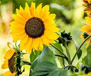 Sunflowers Sunflowers