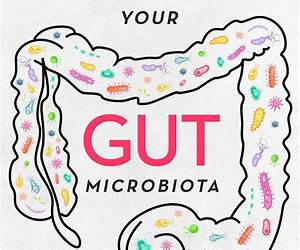 Supporting Your Gut Microbiota: What to Eat, What Not to Eat, and Everything in Between