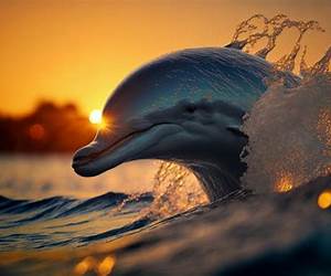 Swimming at Sunset with Dolphins