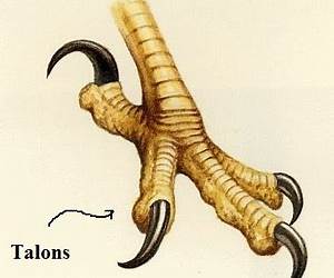 Talons (The Idol Demons, #2)