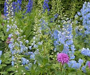 The Blooming of Delphinium (Moonberry Lake, #2) The Blooming of Delphinium (Moonberry Lake, #2)
