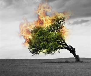 The Burning Tree