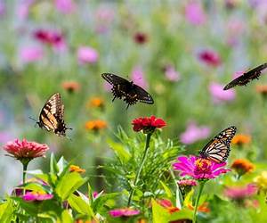 The Butterfly Garden