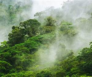 The Cloud Forest