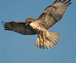 The Hawk (Clan Ross of Skye #2) The Hawk (Clan Ross of Skye #2)