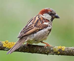 The House Sparrow The House Sparrow
