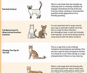 The Interpretation of Cats: Understanding the Psychology of Our Feline Companions The Interpretation of Cats: Understanding the Psychology of Our Feline Companions