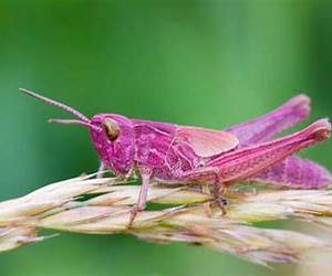 The Pink Grasshopper’s Search for the Unique: Petal’s Trail of Wonder – A Children’s Fantasy Legend and Long Modern Fable