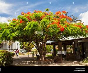 The Tamarind Tree