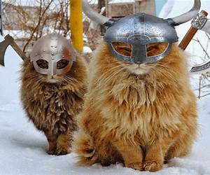 The Viking's Kitten (Someone to Fight For, #4) The Viking's Kitten (Someone to Fight For, #4)