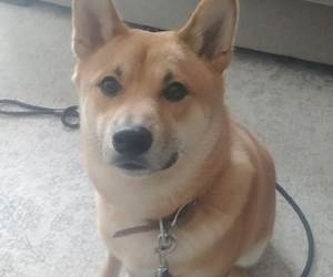 The Well Mannered Dog: Because owning a dog should be a joy The Well Mannered Dog: Because owning a dog should be a joy