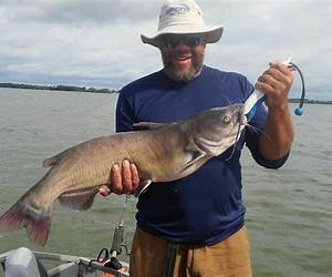 To Catch a Catfish (Love, Lies, and Catfish #1) To Catch a Catfish (Love, Lies, and Catfish #1)