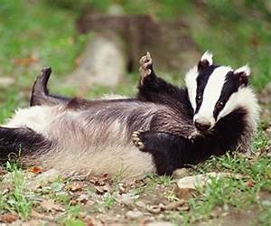 To Kill a Badger (Honey Badger Chronicles #6)