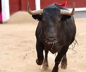 Toros (Spanish Edition) Toros (Spanish Edition)