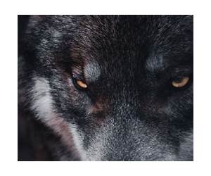 Truth or Wolf (Wolf Brothers #1)