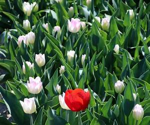 Tulips and Lost Time