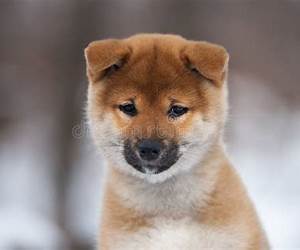 Un shiba en hiver