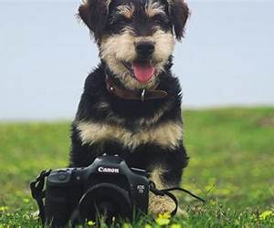 Underdog on Camera: A Paranormal Shifters Romance Novel