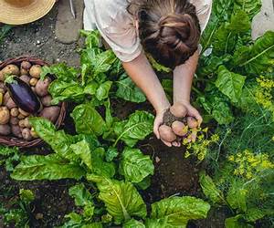 Vegetable Gardening for a Healthier Lifestyle: Your Shortcut to Cultivating Abundant Organic Vegetables While Saving Money and Enjoying Homegrown Produce