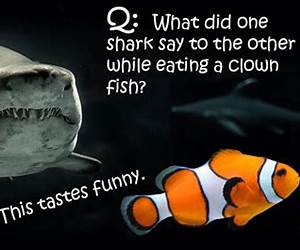 What Does The Shark Say What Does The Shark Say