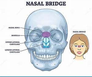Where Is My Nose? Where Is My Nose?