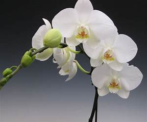 White Orchid White Orchid