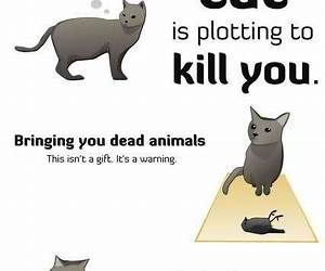 Why Your Cat Is Plotting to Kill You: A Paranoid Pet Owner’s Manual Why Your Cat Is Plotting to Kill You: A Paranoid Pet Owner’s Manual
