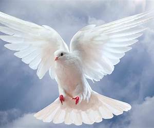 Wings of a Dove