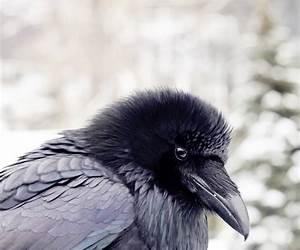 Winter of the Raven