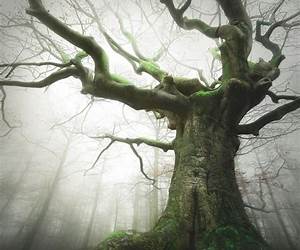 Witch Tree (Witch Books #2)