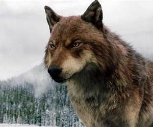 Wolf Called Jacob (Briar Falls Wolfpack, #8) Wolf Called Jacob (Briar Falls Wolfpack, #8)
