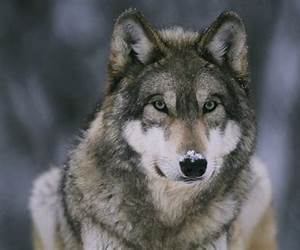 Wolf: A murderous story of revenge and justice: Part of the Red Riding Hood Gruesome Fairytale books (Gruesome Fairy Tales Book 4)