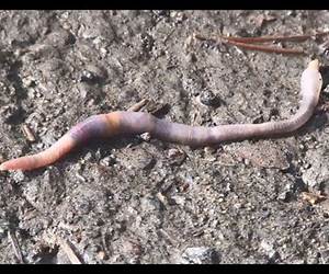 Worms Crawl Out