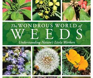 in a world of weeds, be a wildflower in a world of weeds, be a wildflower